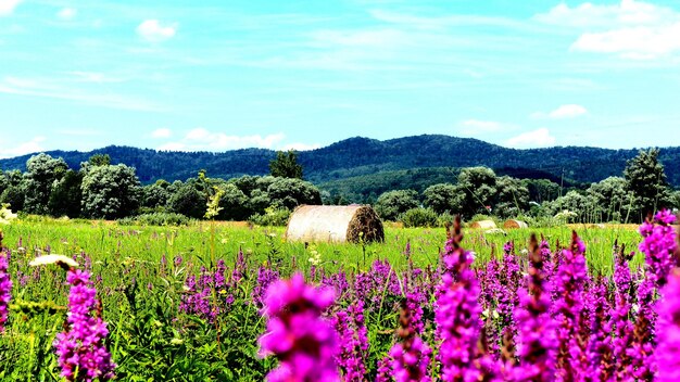 Foto plantas que crecen en el campo