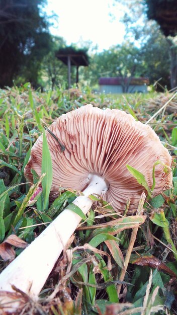 Foto plantas que crecen en el campo