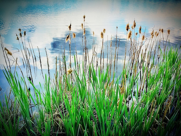 Foto plantas que crecen en el campo