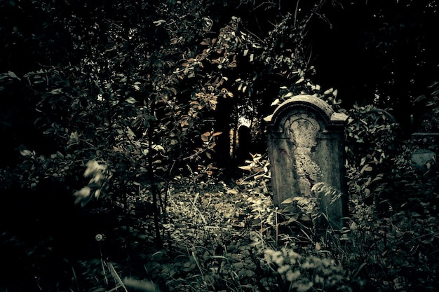 Foto plantas que crecen en el cementerio