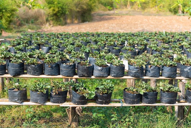 Foto plantas que crecen en la granja