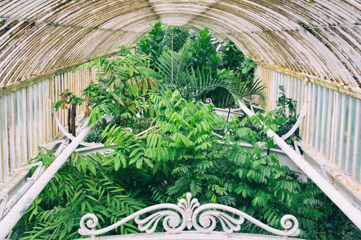Foto plantas que crecen en invernadero