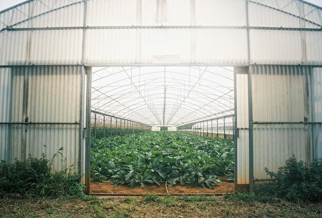 Plantas que crecen en invernadero