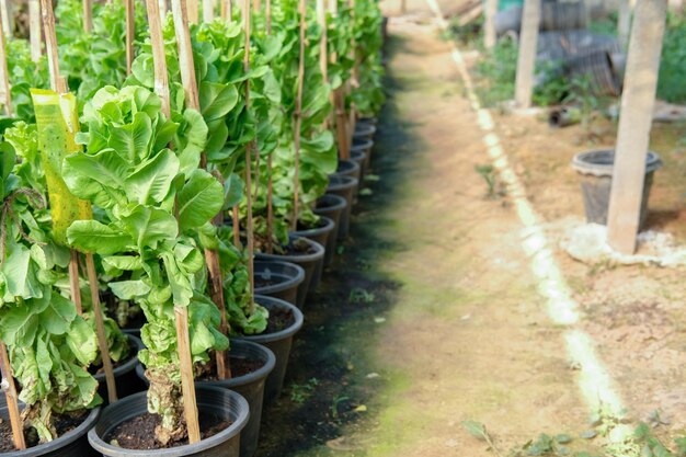 Plantas que crecen en invernadero