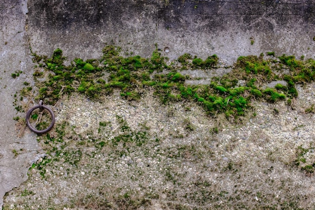 Foto plantas que crecen en un jardín