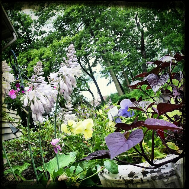 Plantas que crecen en el jardín