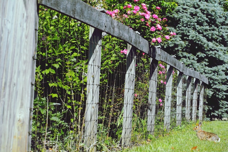 Foto plantas que crecen en un jardín