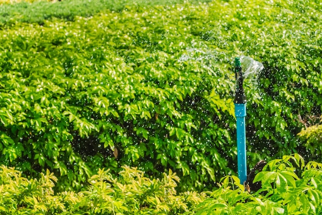 Foto plantas que crecen en el jardín