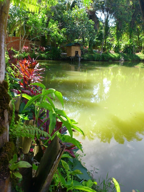 Foto plantas que crecen junto al estanque en el parque