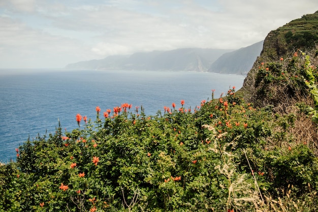 Foto plantas que crecen junto al mar contra el cielo