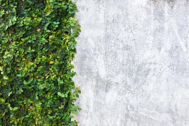 Foto plantas que crecen junto a un muro de hormigón