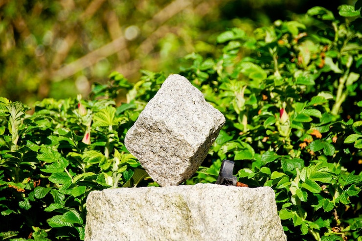Foto plantas que crecen junto a las piedras en un día soleado
