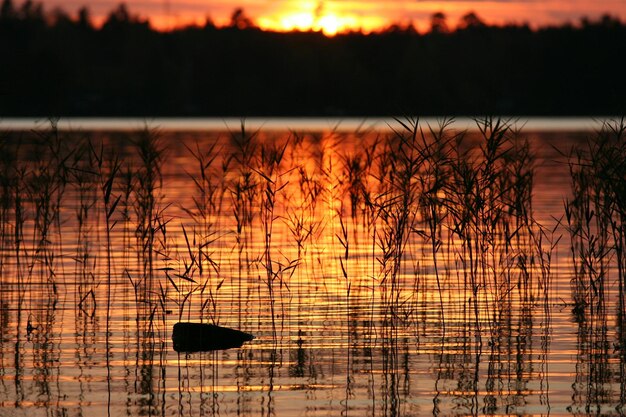 Plantas que crecen en el lago con reflejo durante la puesta del sol