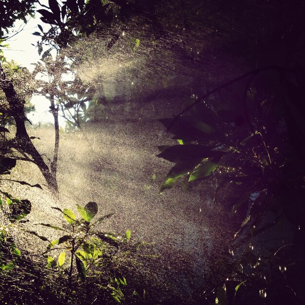 Foto plantas que crecen a la luz del sol