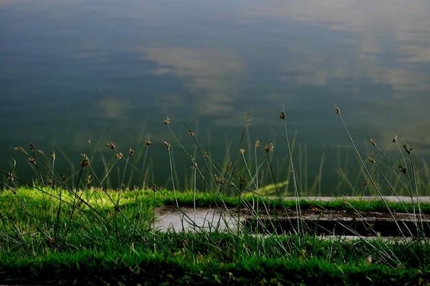 Plantas que crecen en la orilla del río