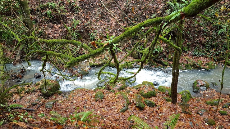 Foto plantas que crecen en los pantanos