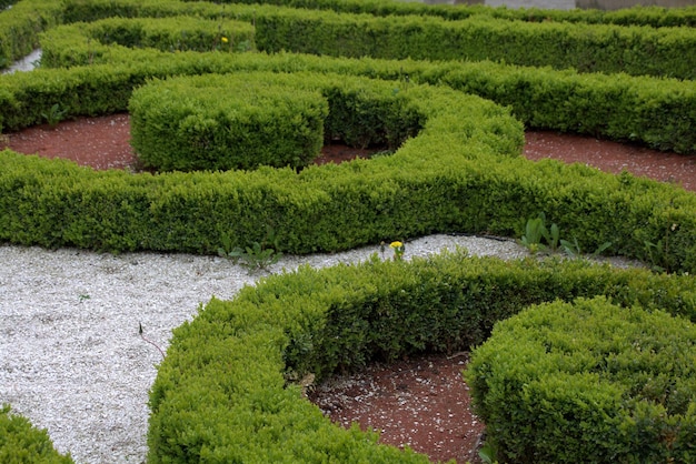 Foto plantas que crecen en la pared de piedra