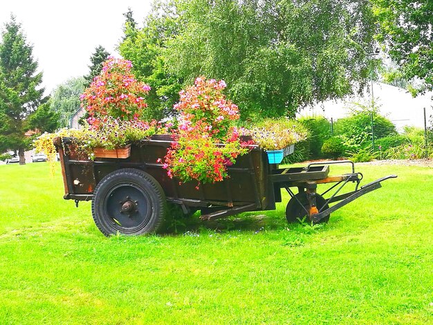 Foto plantas que crecen en el parque