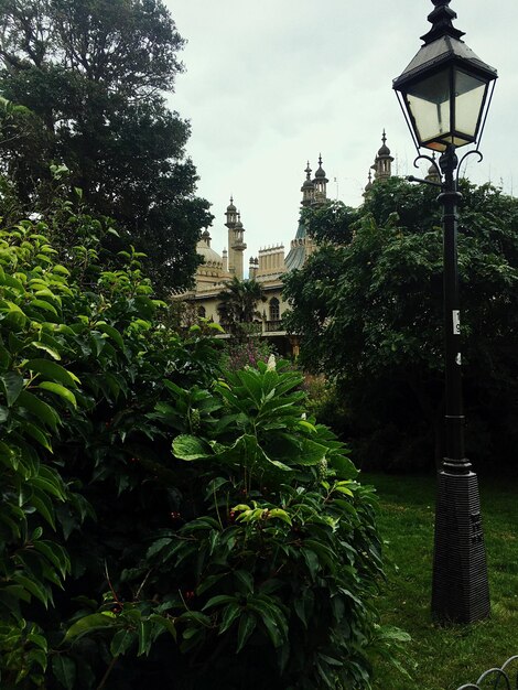 Foto plantas que crecen en el parque