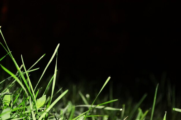 Foto plantas que crecen en el parque