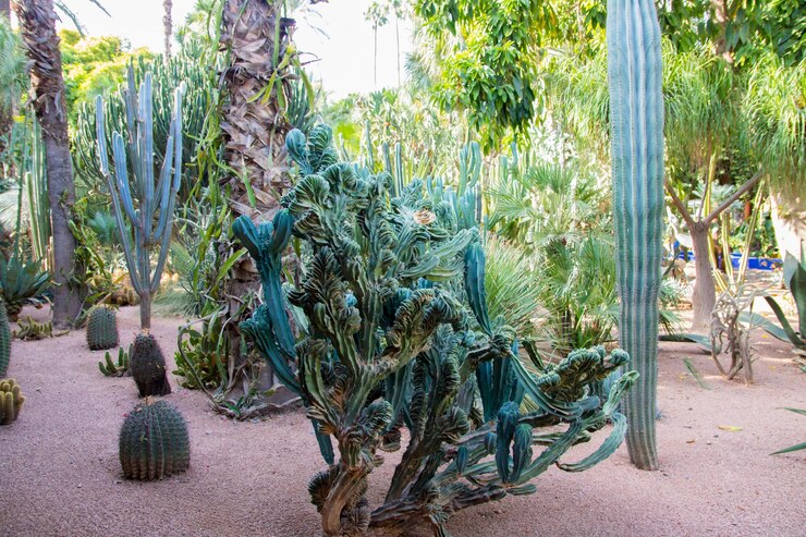 Foto plantas que crecen en el patio