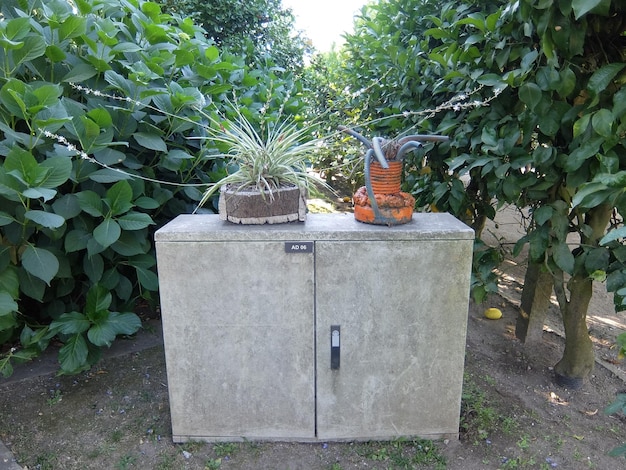 Foto plantas que crecen en el patio