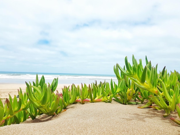 Plantas que crecen en la playa contra el cielo