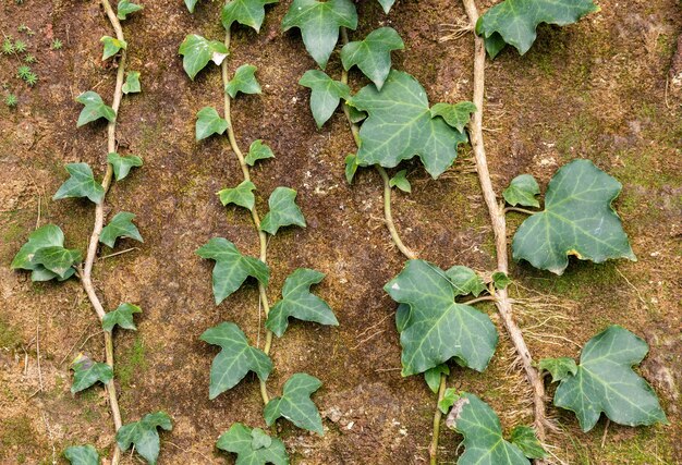 Plantas que crecen con raíces incrustadas en una roca.