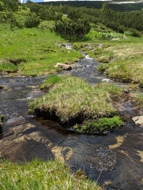 Foto plantas que crecen en el río