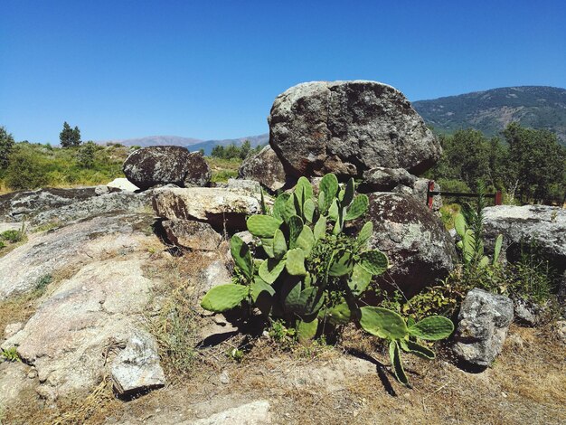 Foto plantas que crecen en las rocas contra un cielo despejado