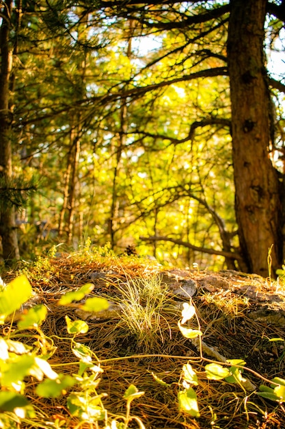 Plantas que crecen en el suelo en el bosque.