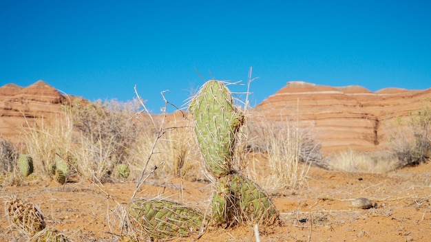Plantas que crecen en la tierra contra el cielo azul claro
