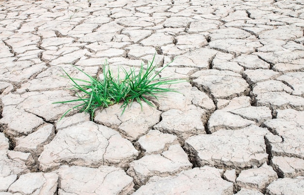 Plantas que crecen en tierra