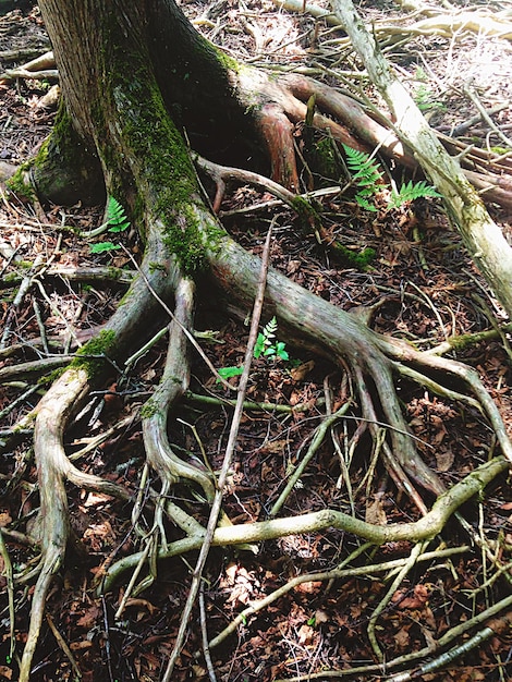 Foto plantas que crecen en el tronco del árbol