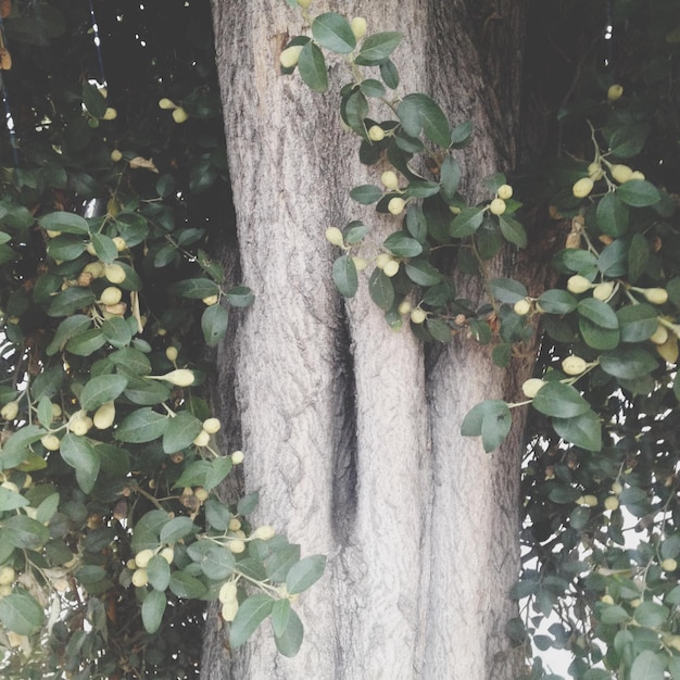 Foto plantas que crecen en el tronco del árbol