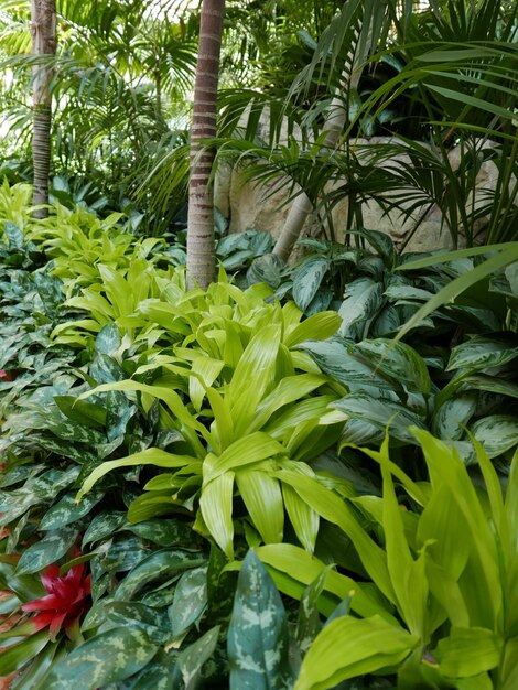 Foto plantas que crecen en el tronco del árbol