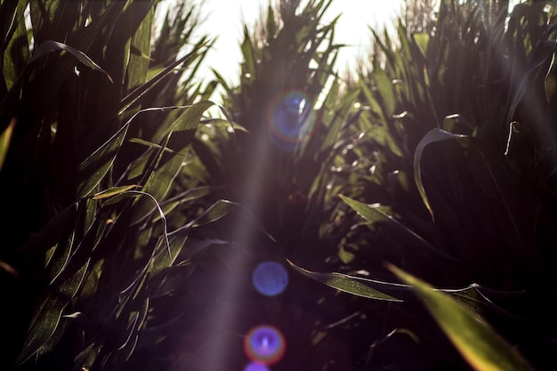 Foto plantas que crescem à luz do sol