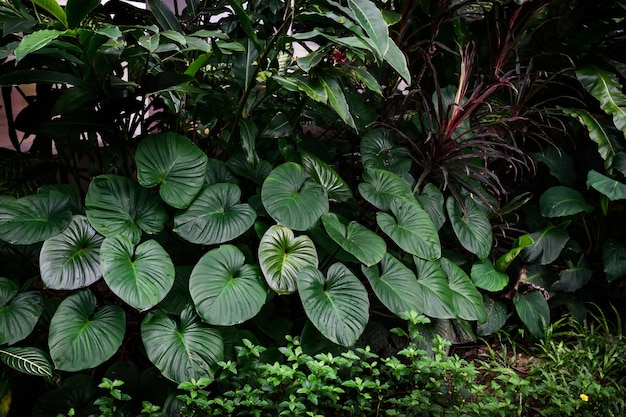 Foto plantas que crescem ao ar livre