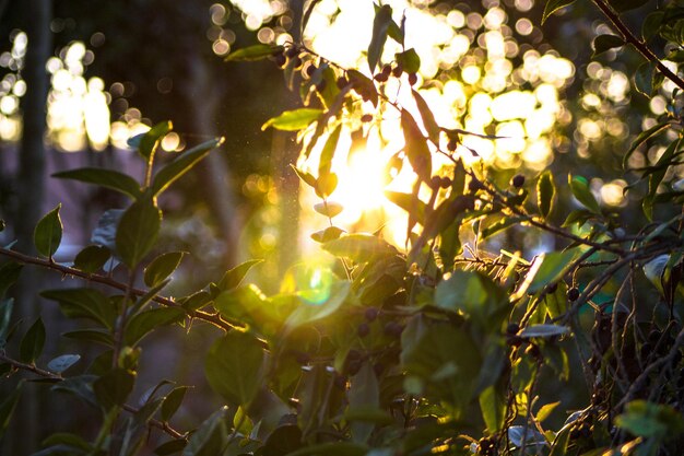 Plantas que crescem contra o sol brilhante