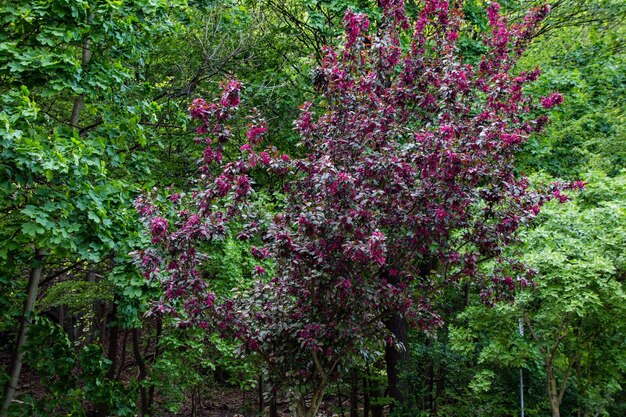 Plantas que crescem em árvores