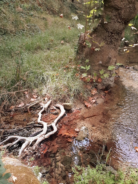 Foto plantas que crescem em árvores