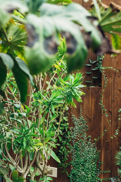 Plantas que crescem em árvores