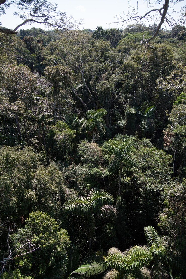 Foto plantas que crescem em árvores