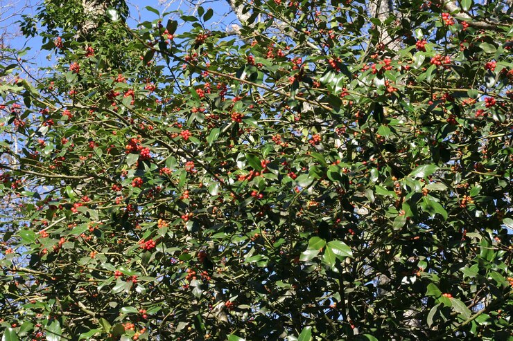 Foto plantas que crescem em árvores