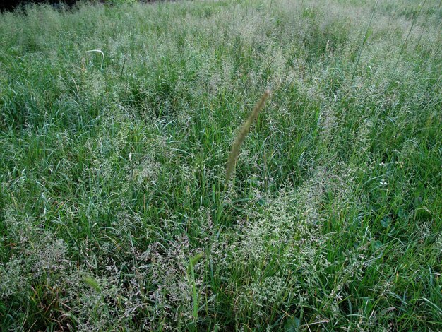 Plantas que crescem em campos de grama