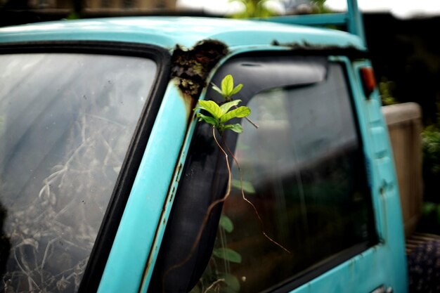 Foto plantas que crescem em carros abandonados