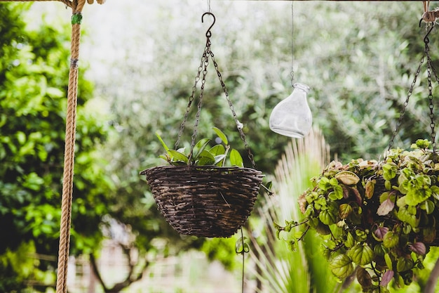 Plantas que crescem em cestas contra árvores