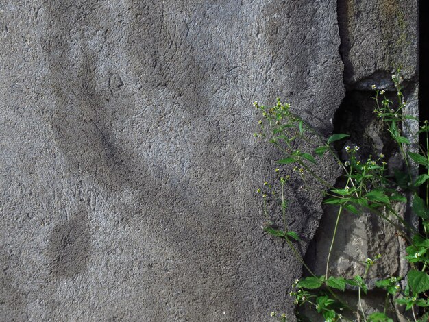 Foto plantas que crescem em rochas