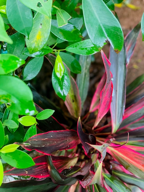 Plantas que crescem lindamente na estação chuvosa