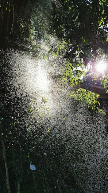 Foto plantas que crescem na água